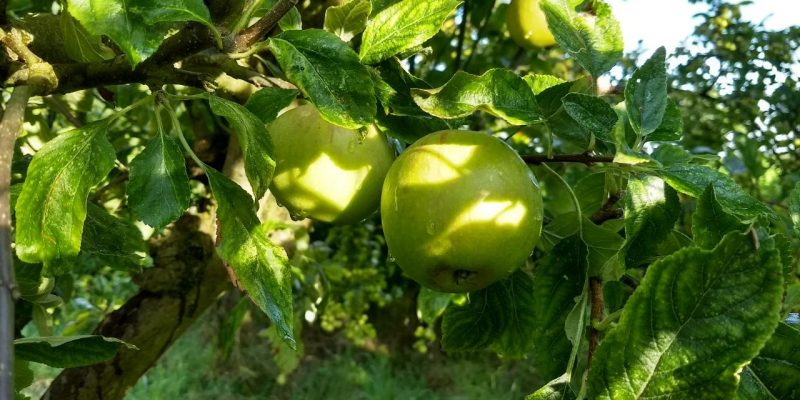 Are your apple trees laden with fruit!