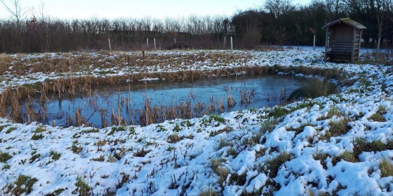 Jubilee Wood in December