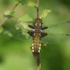 Spring Dragonflies & Damselflies at Jubilee Wood in 2018