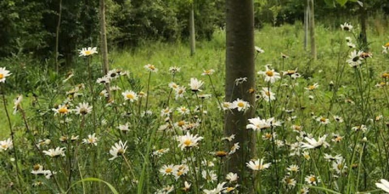 Community Picnic in Jubilee Wood