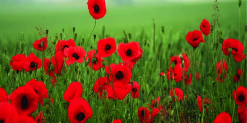 Remembrance Poppies