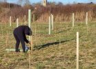 King's Wood tree planting