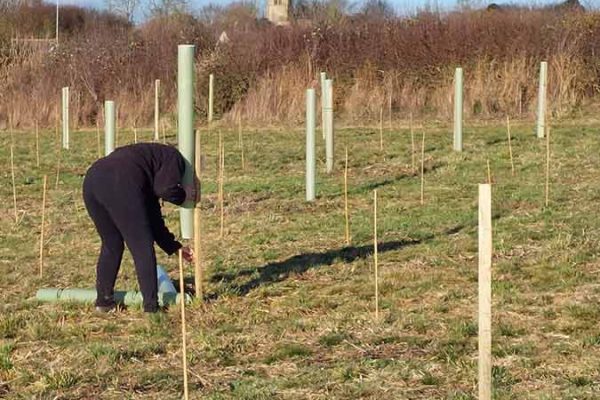 King's Wood tree planting