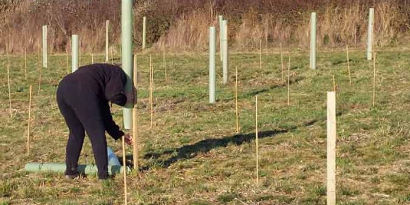 King's Wood "walkabouts"