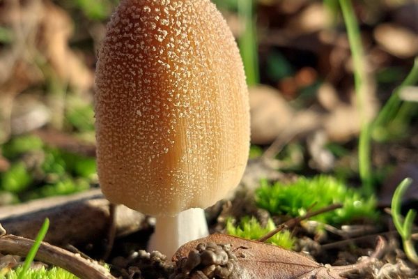 Glistening Inkcap