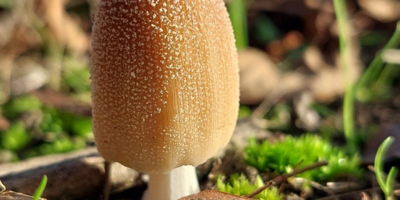 King's Wood - a wet update blog