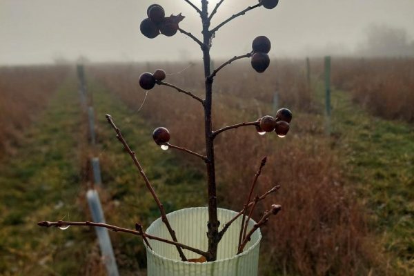 King's Wood Winter blog