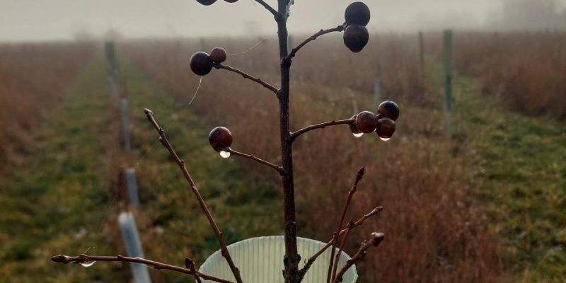 King's Wood Winter blog