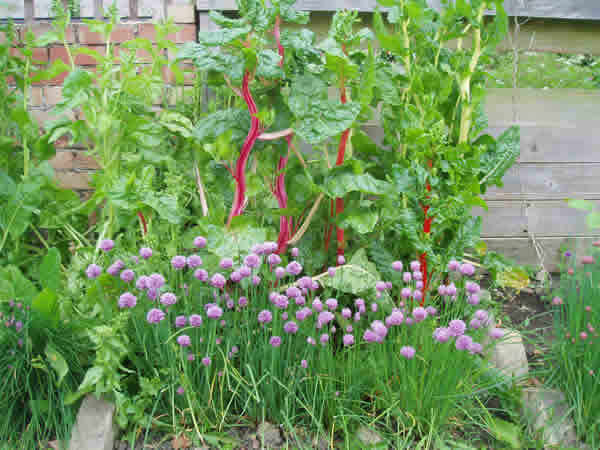 Great Gidding Plant Sale May 07