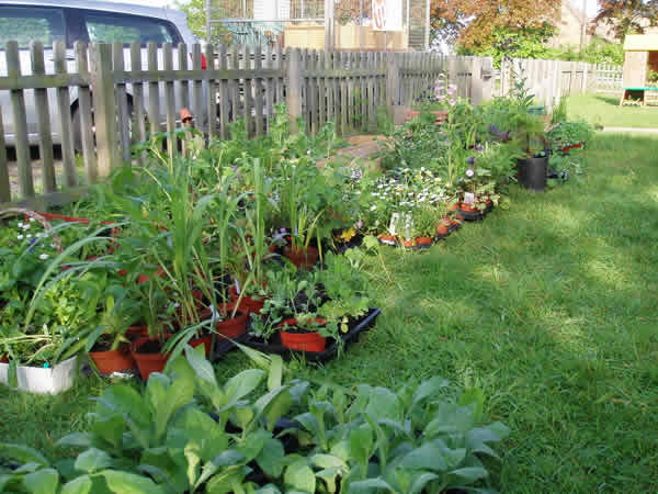 Great Gidding Plant Sale May 07