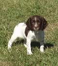 Springer Spaniels