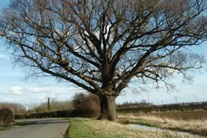 Oak tree just out of Hemington