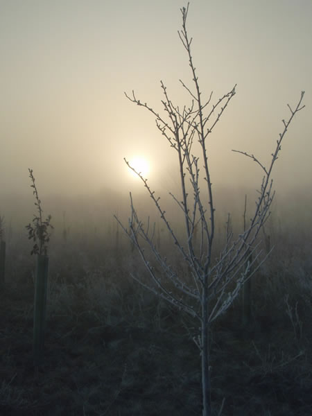 Sunrise over a frosty wood