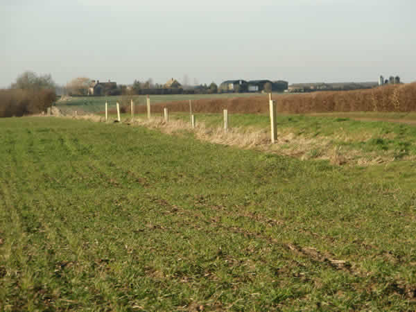 Trees from the County Council being planted around the Parish